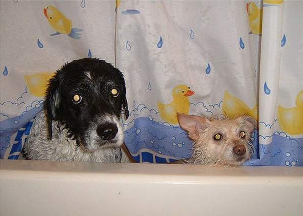 Животни в банята
