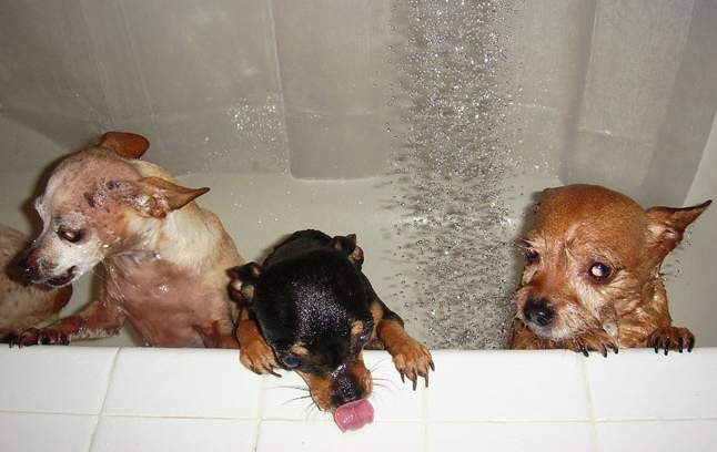 Животни в банята