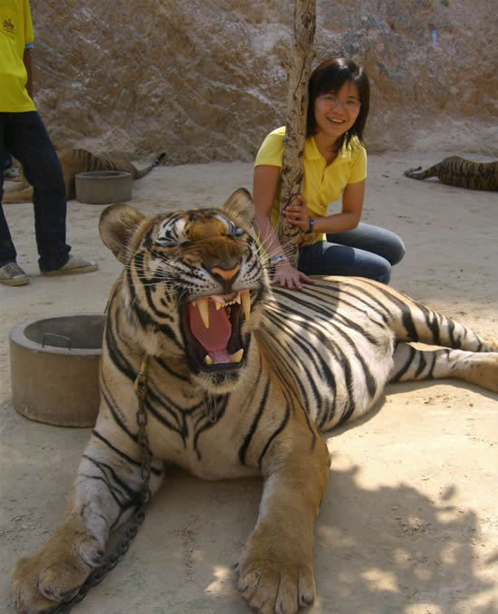Домашни тигри