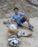 Домашни тигри